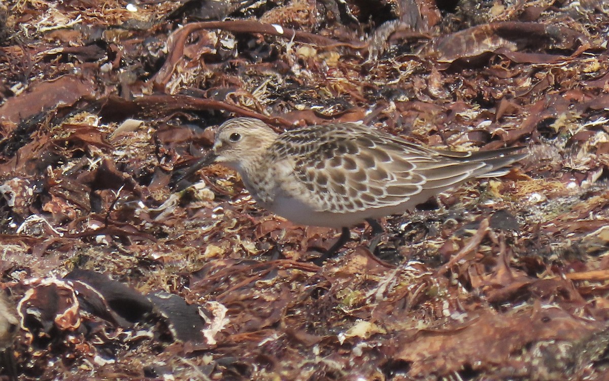 Baird's Sandpiper - Carlos Antón