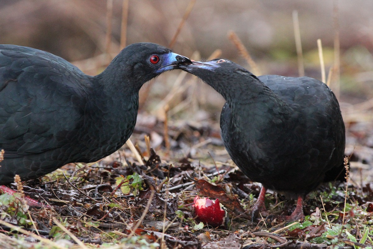 Black Guan - Sander Willems