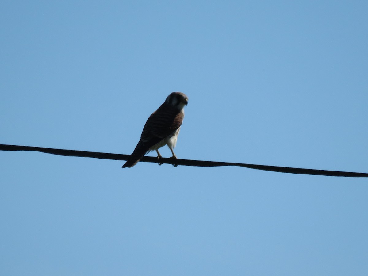 American Kestrel - ML480551371