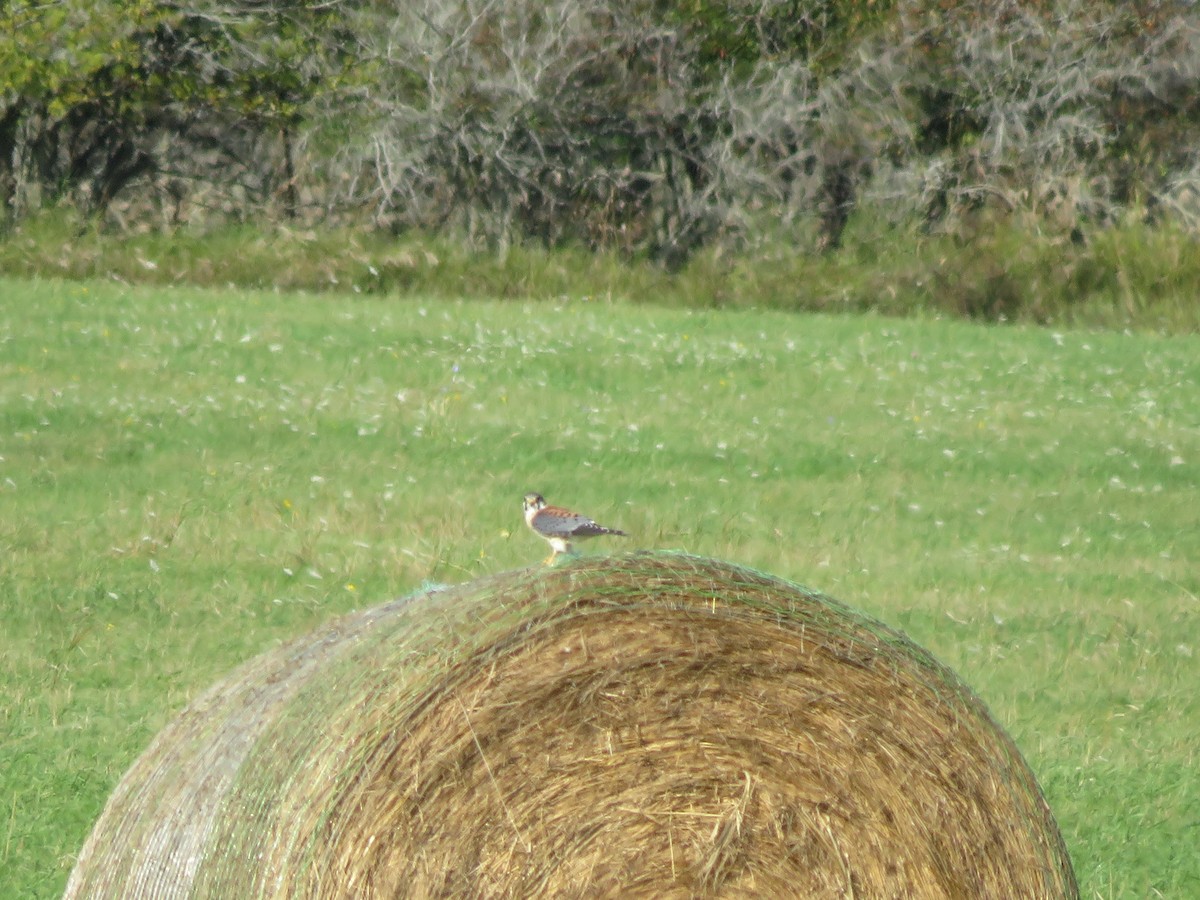 American Kestrel - ML480551391