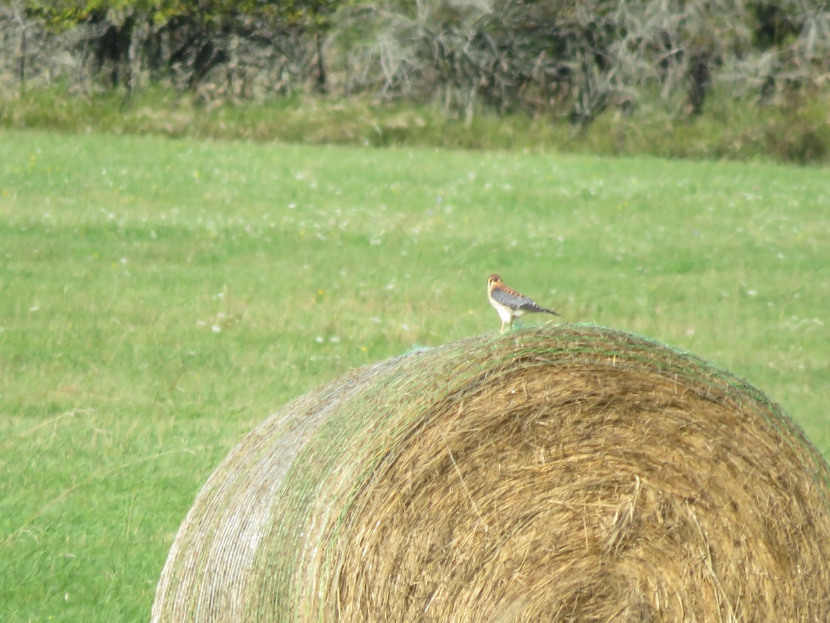 American Kestrel - ML480551401