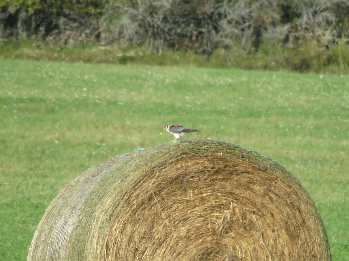 American Kestrel - ML480551411