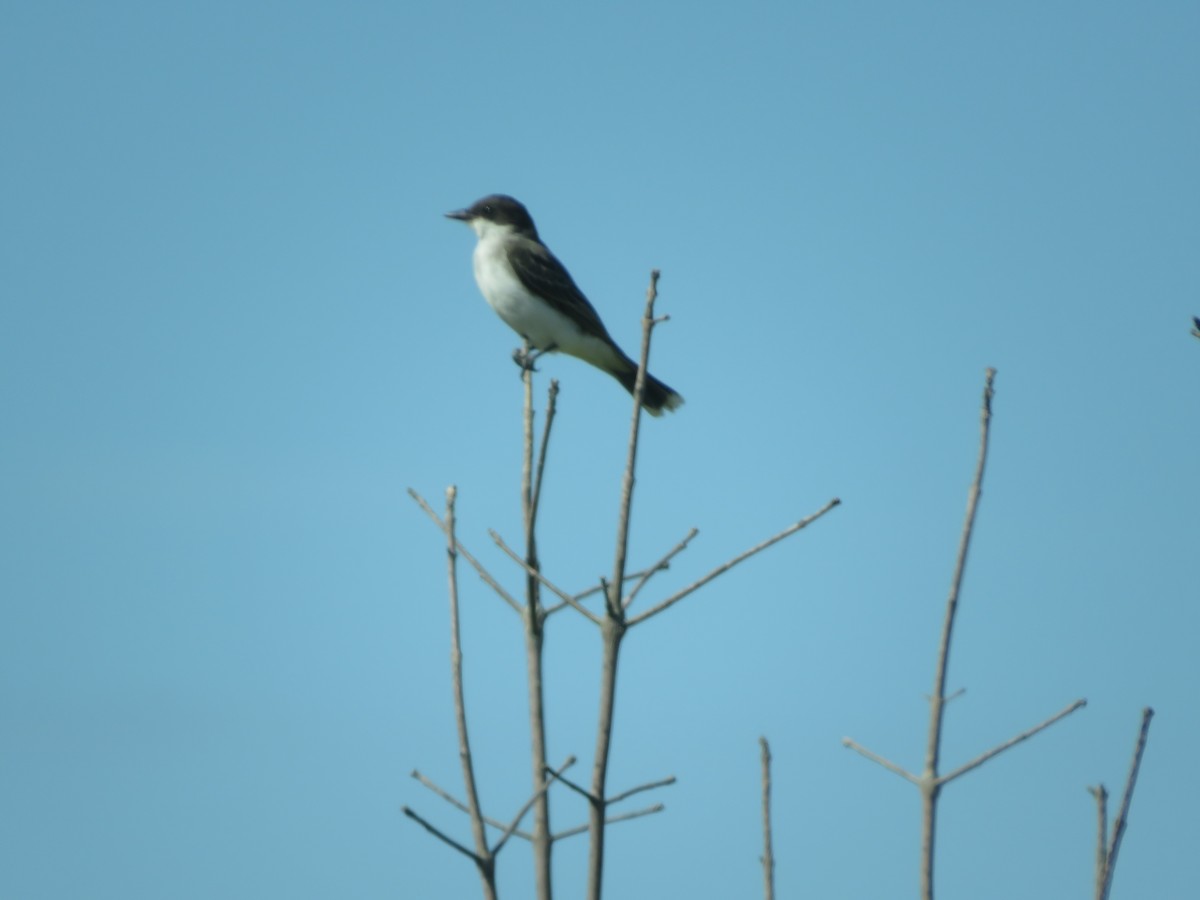 Eastern Kingbird - ML480551521