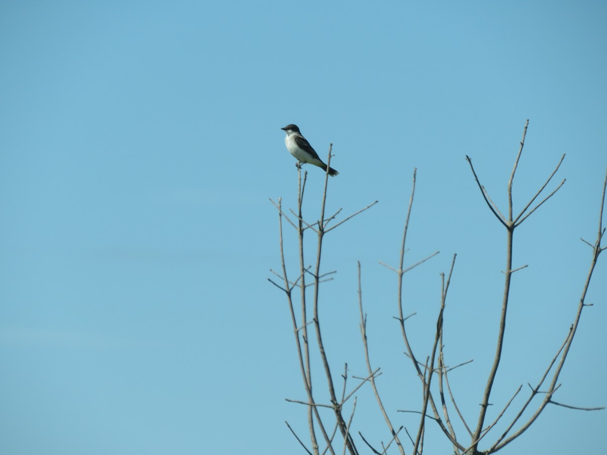 Eastern Kingbird - ML480551531