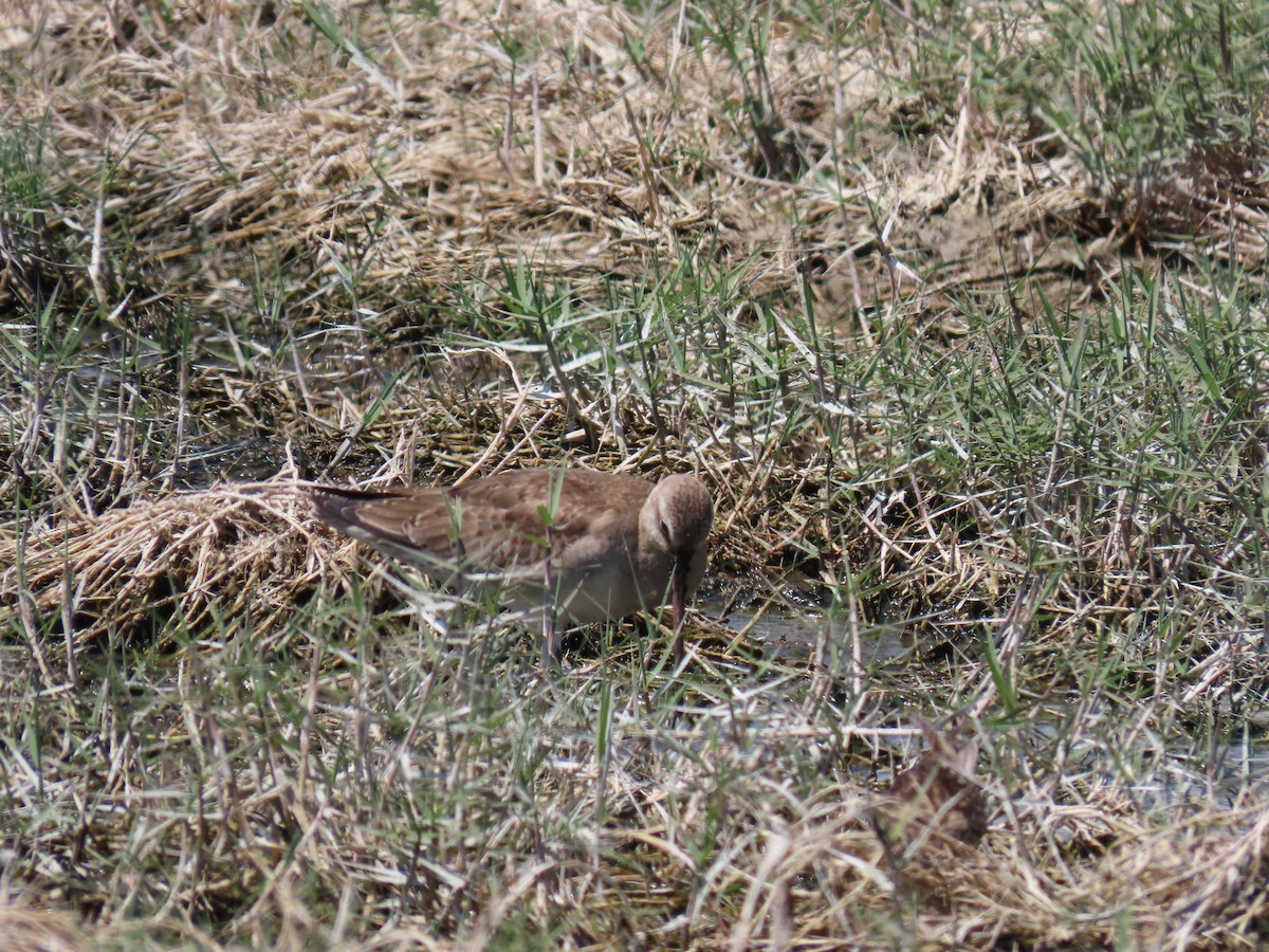 Hudsonian Godwit - ML480552561