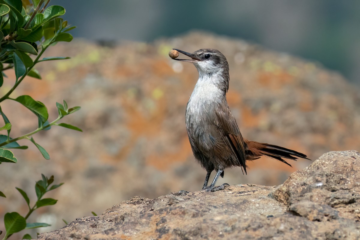 Çilya Madencisi - ML480552721