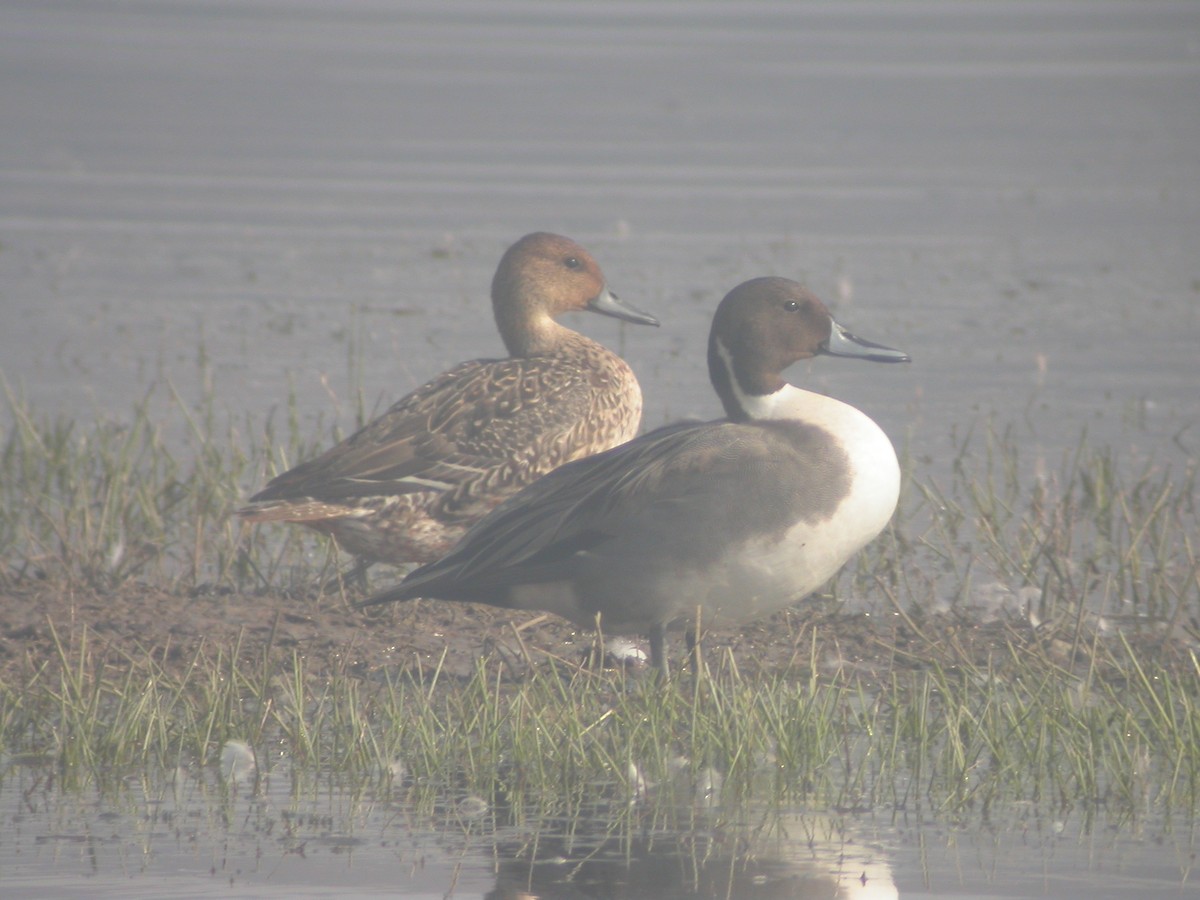 Northern Pintail - ML480553561