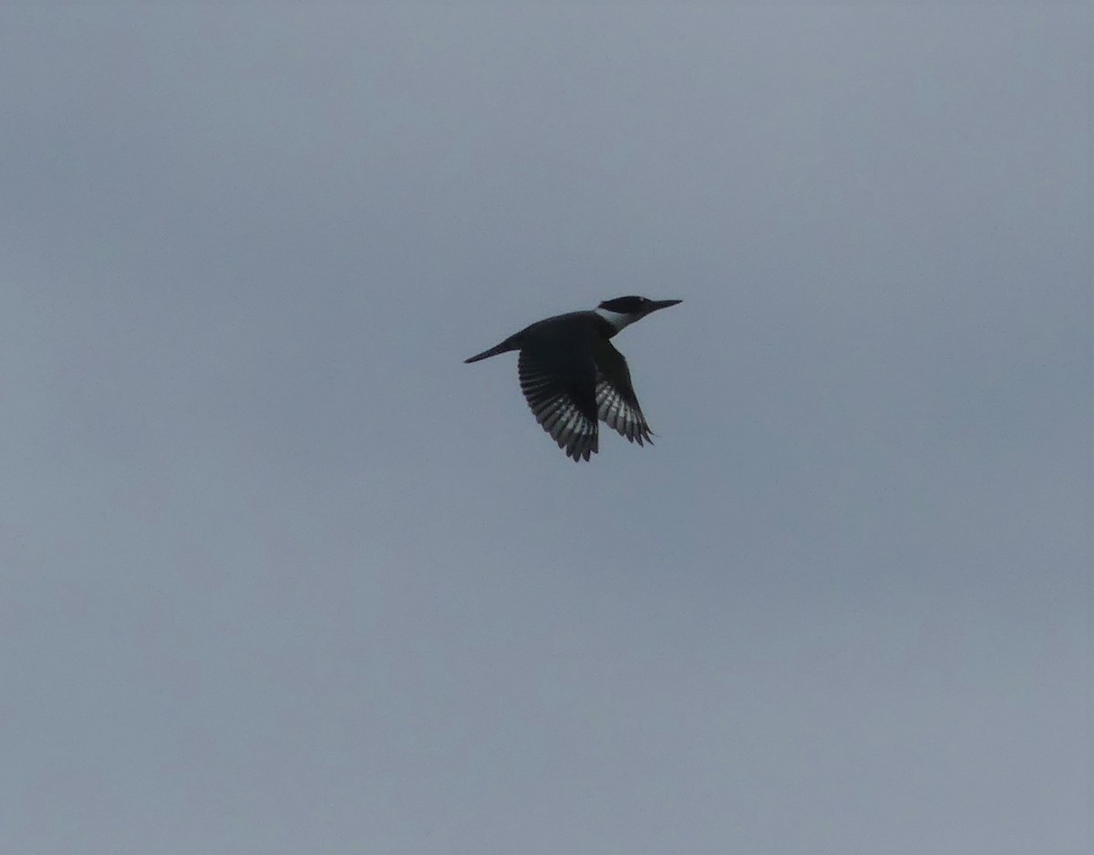 Belted Kingfisher - ML480554171