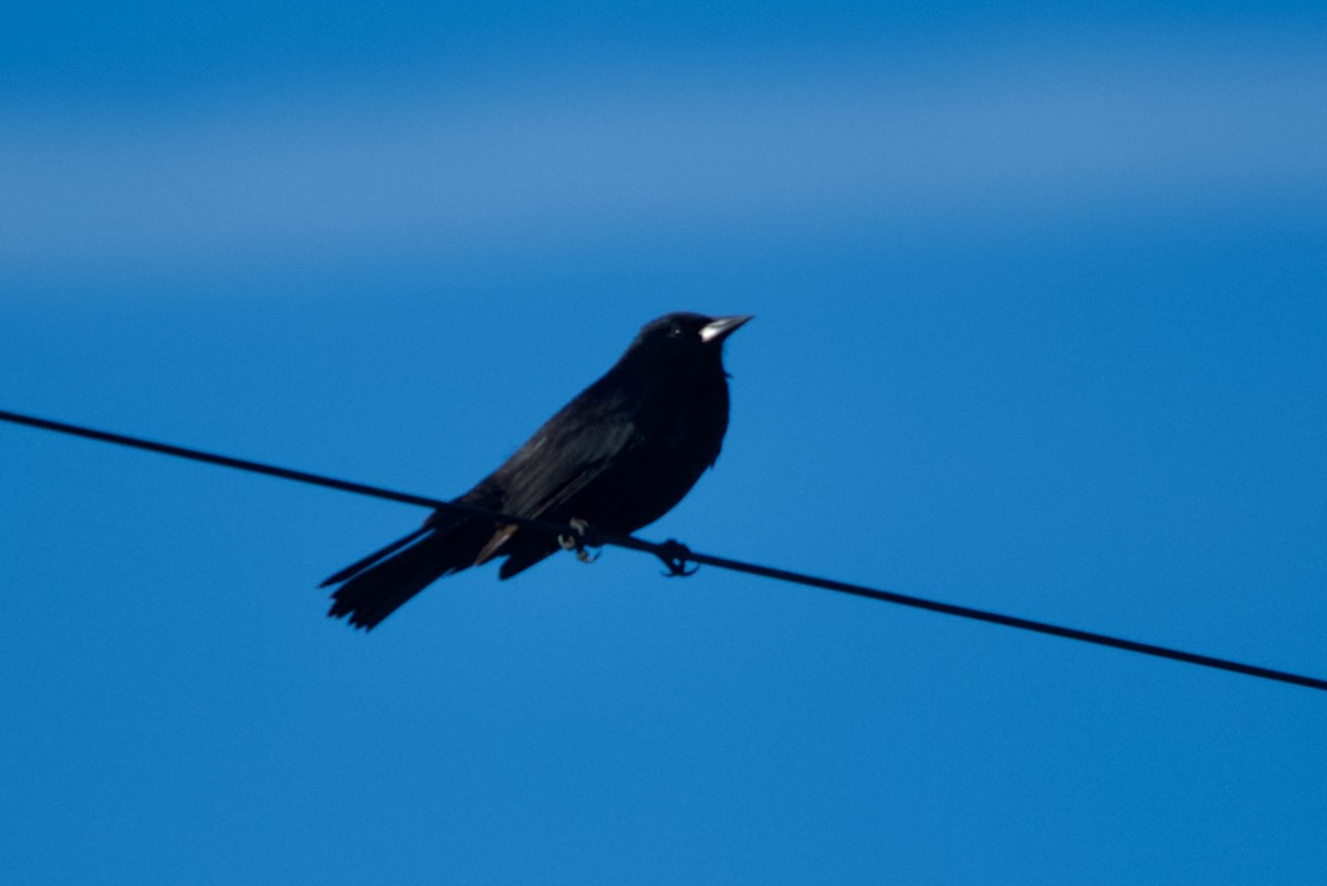 Yellow-winged Blackbird - ML480555391