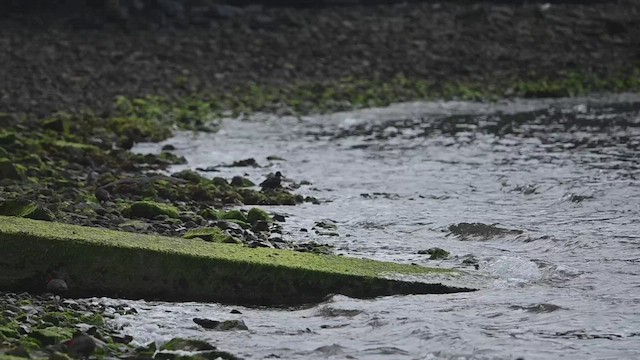 Black Oystercatcher - ML480555451