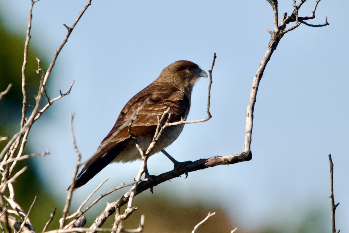 Chimango Caracara - ML480555481