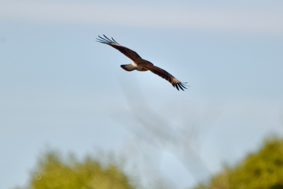 Chimango Caracara - David Nowell