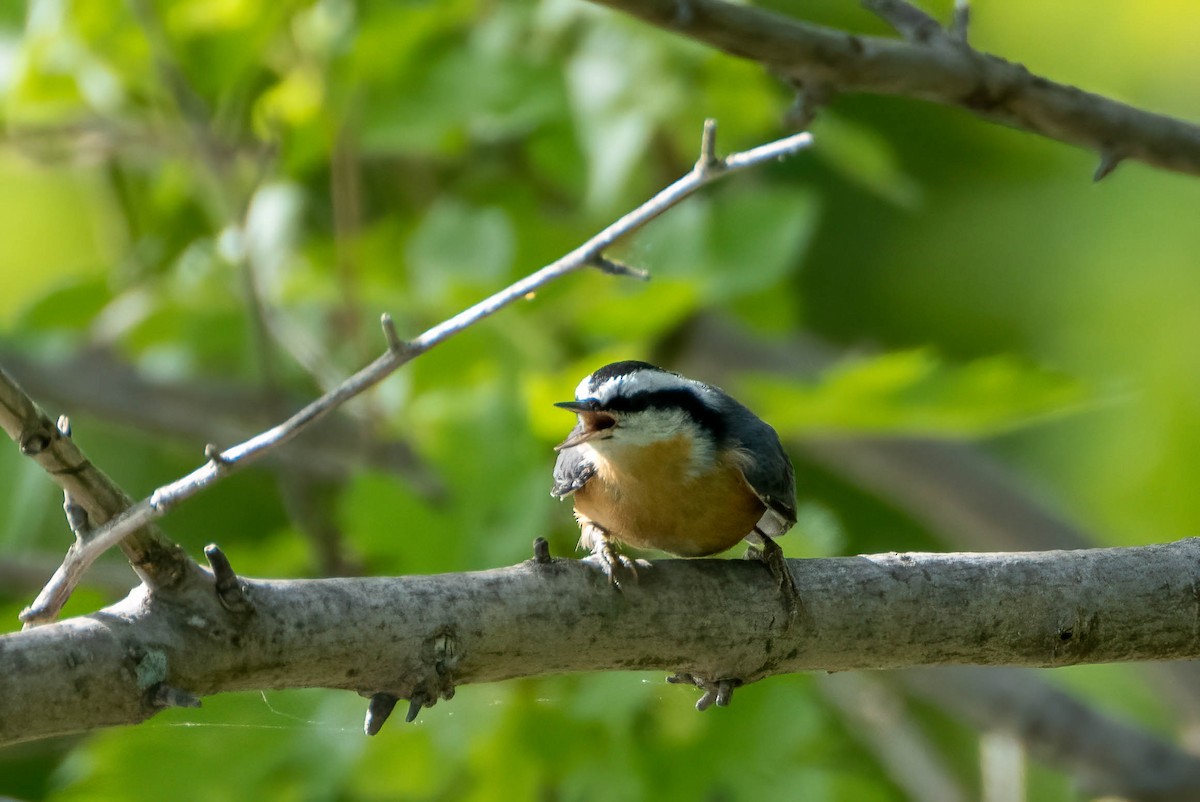 Red-breasted Nuthatch - ML480555681