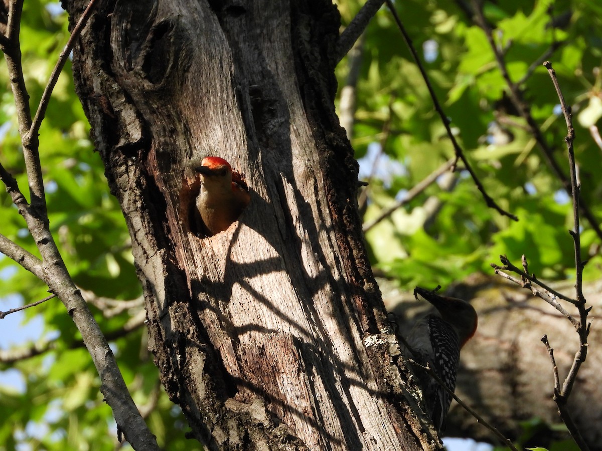 Red-bellied Woodpecker - ML480556861