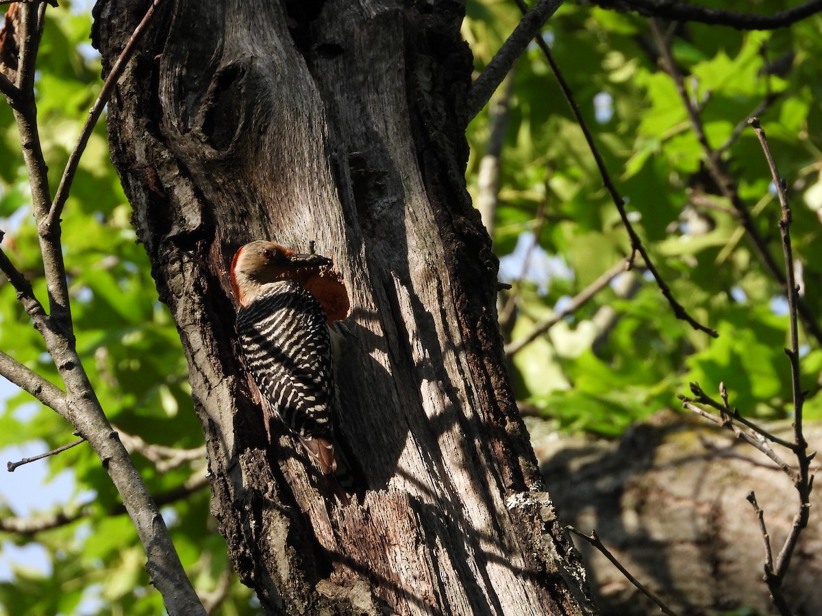 Red-bellied Woodpecker - ML480556871
