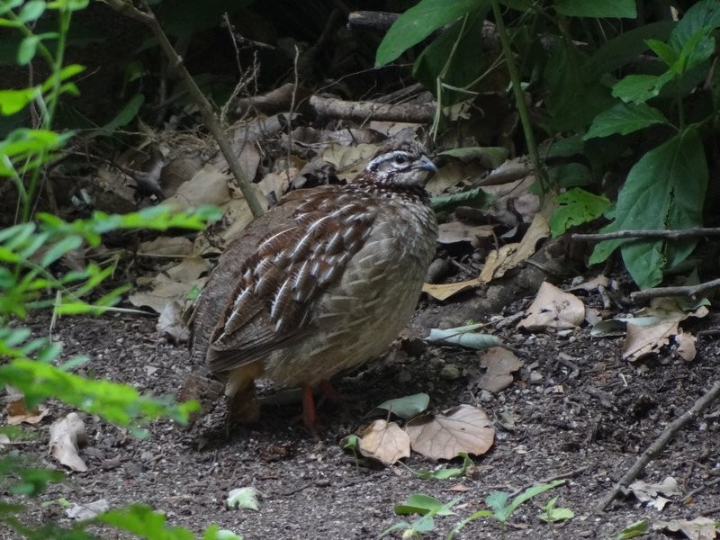 Crested Francolin - ML48055761