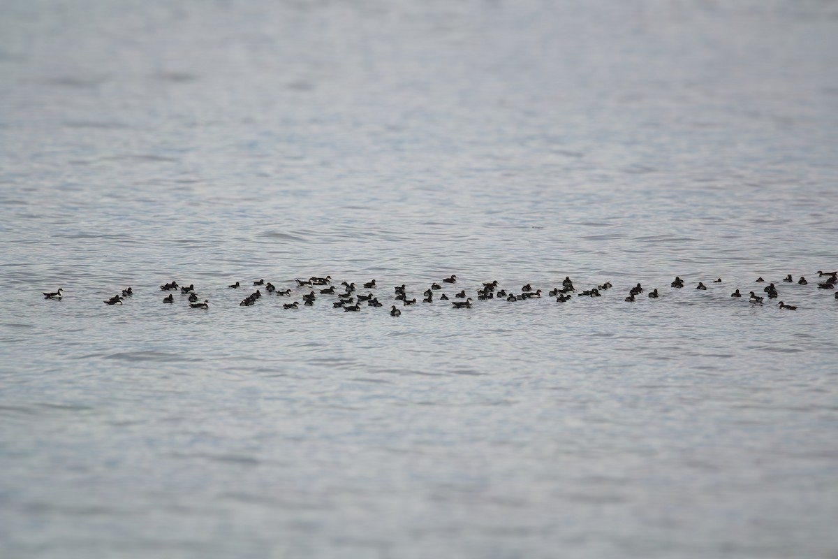 Manx Shearwater - Victor & Sophie