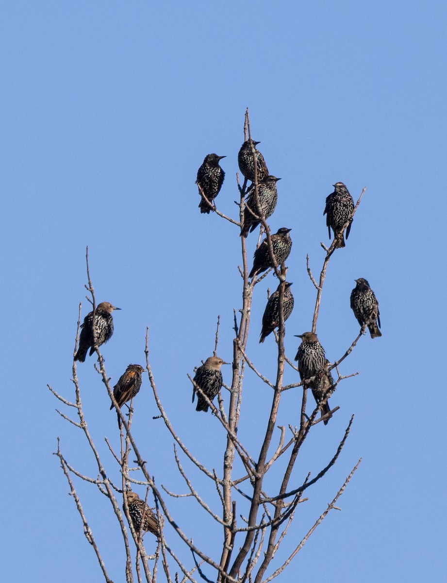 זרזיר מצוי - ML480558871