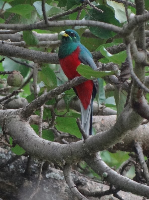 trogon africký - ML48055891