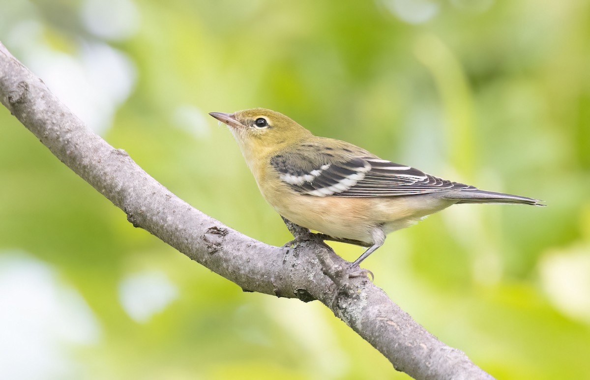 Bay-breasted Warbler - ML480559141