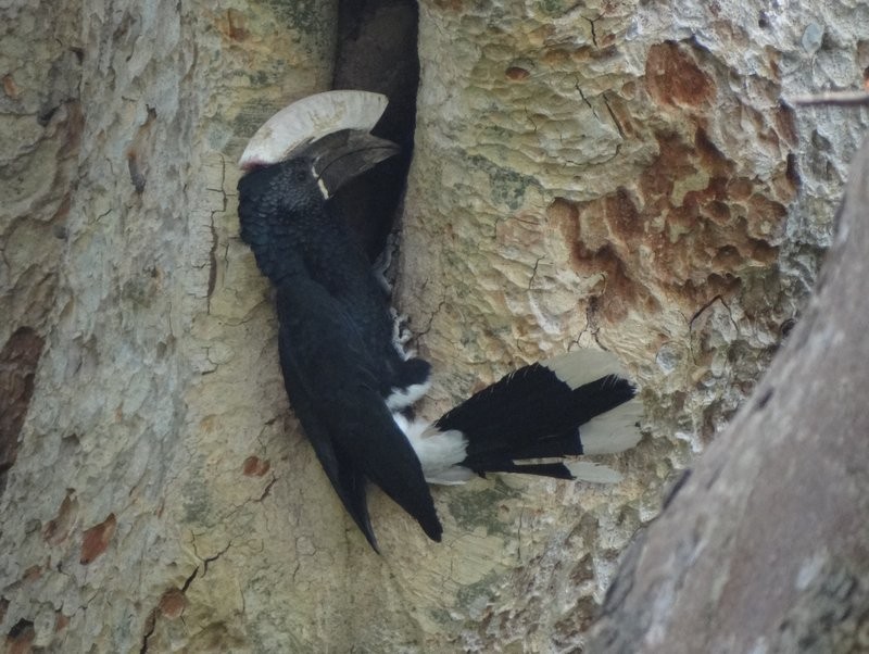 Silvery-cheeked Hornbill - ML48055931