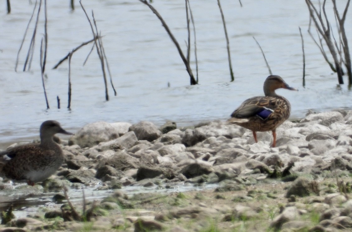 Gadwall - ML480561451