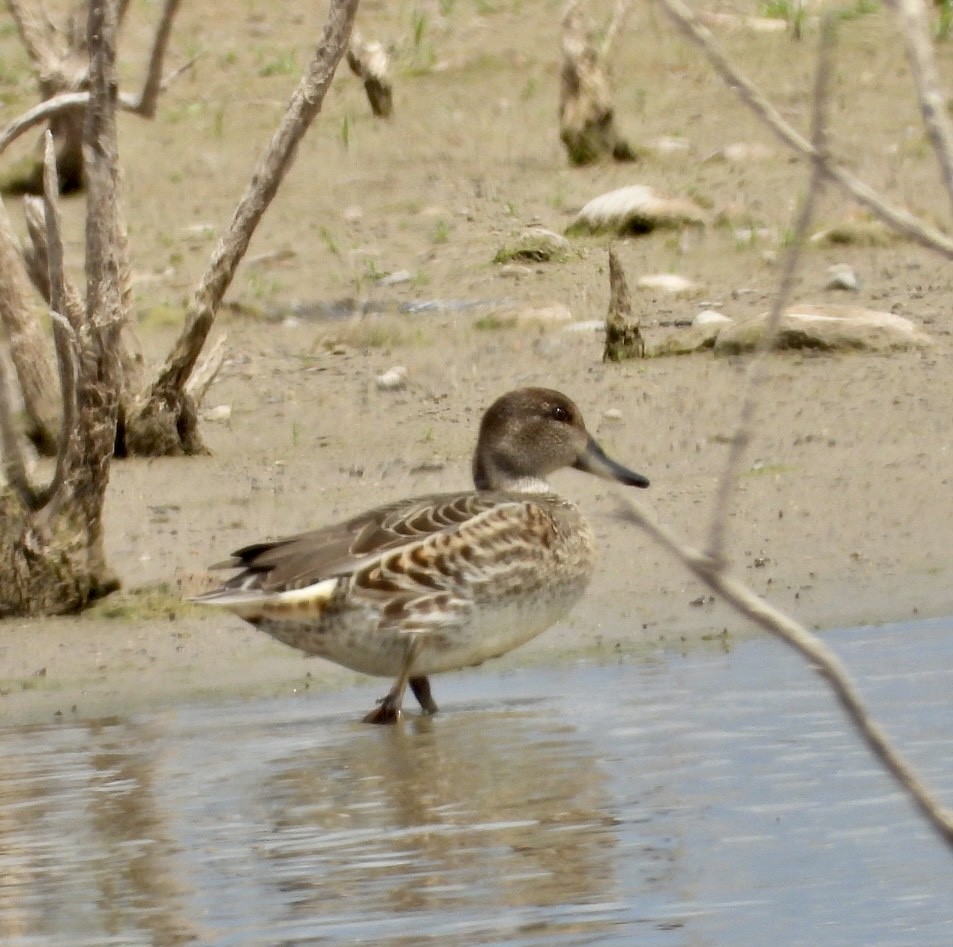 Green-winged Teal - ML480561731