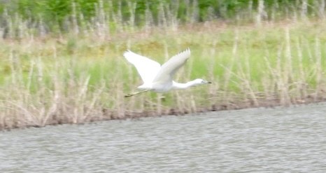 Little Blue Heron - ML480562321