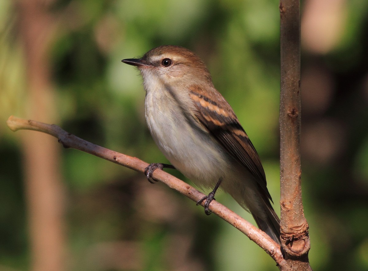 Fuscous Flycatcher (Fuscous) - ML480564021