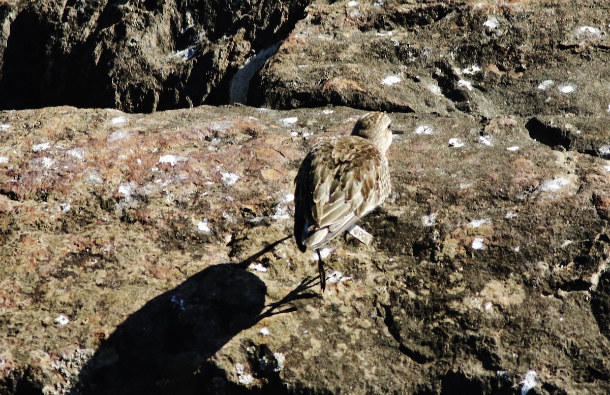 Semipalmated Sandpiper - ML480564051