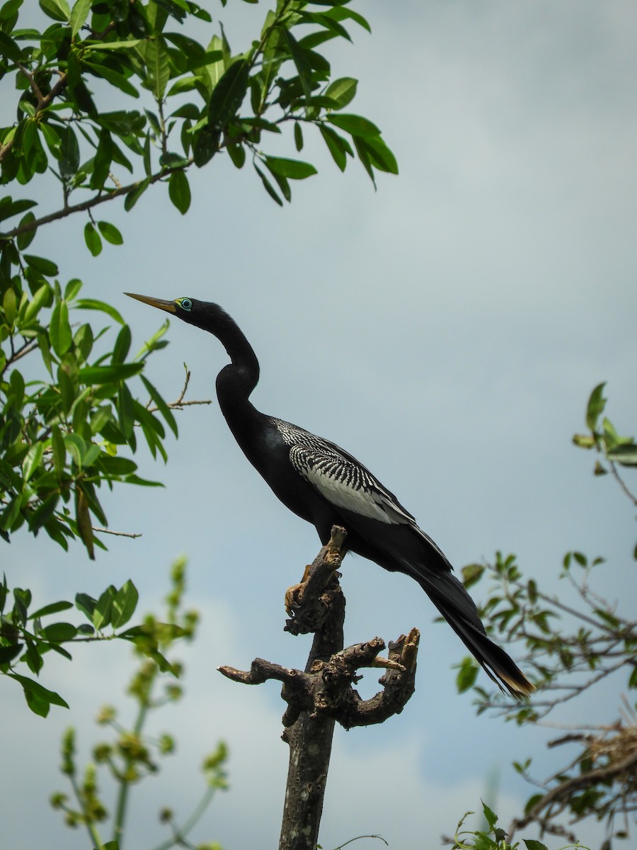 Amerika-Schlangenhalsvogel - ML480564301