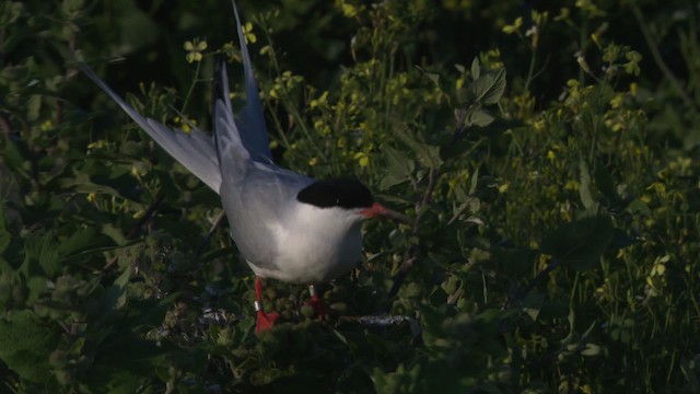 Roseate Tern - ML480565