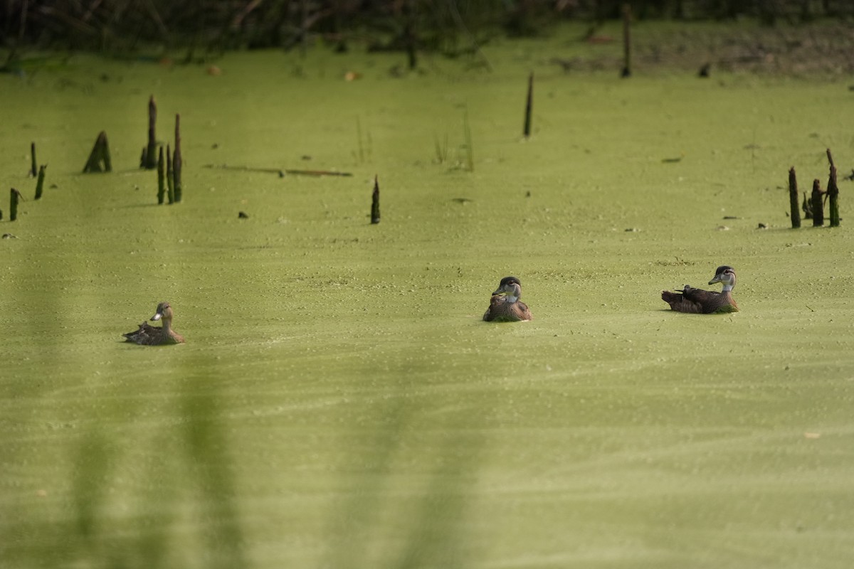 Blue-winged Teal - ML480565341