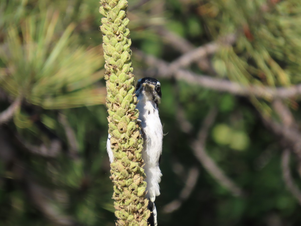 Downy Woodpecker - ML480565801