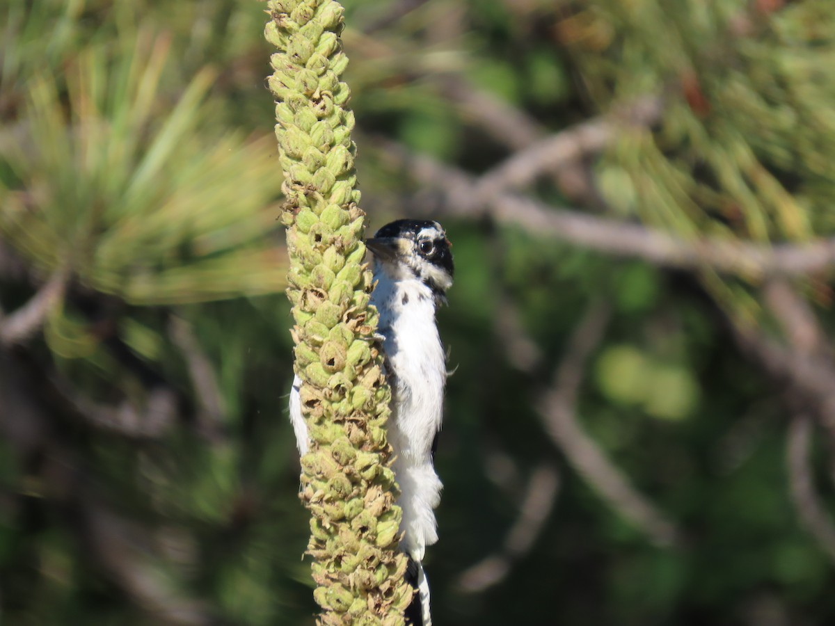 Downy Woodpecker - ML480565811