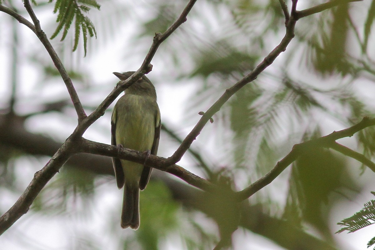 Sulphur-bellied Tyrant-Manakin - ML48056681