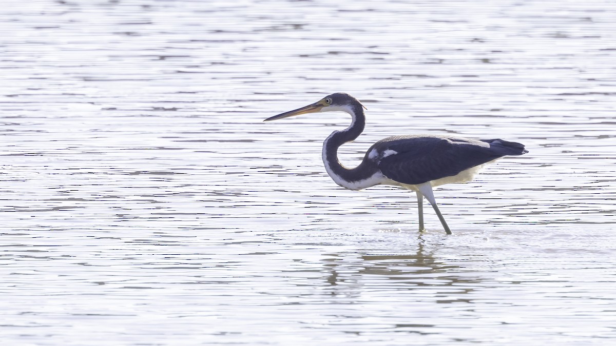 Tricolored Heron - ML480567461