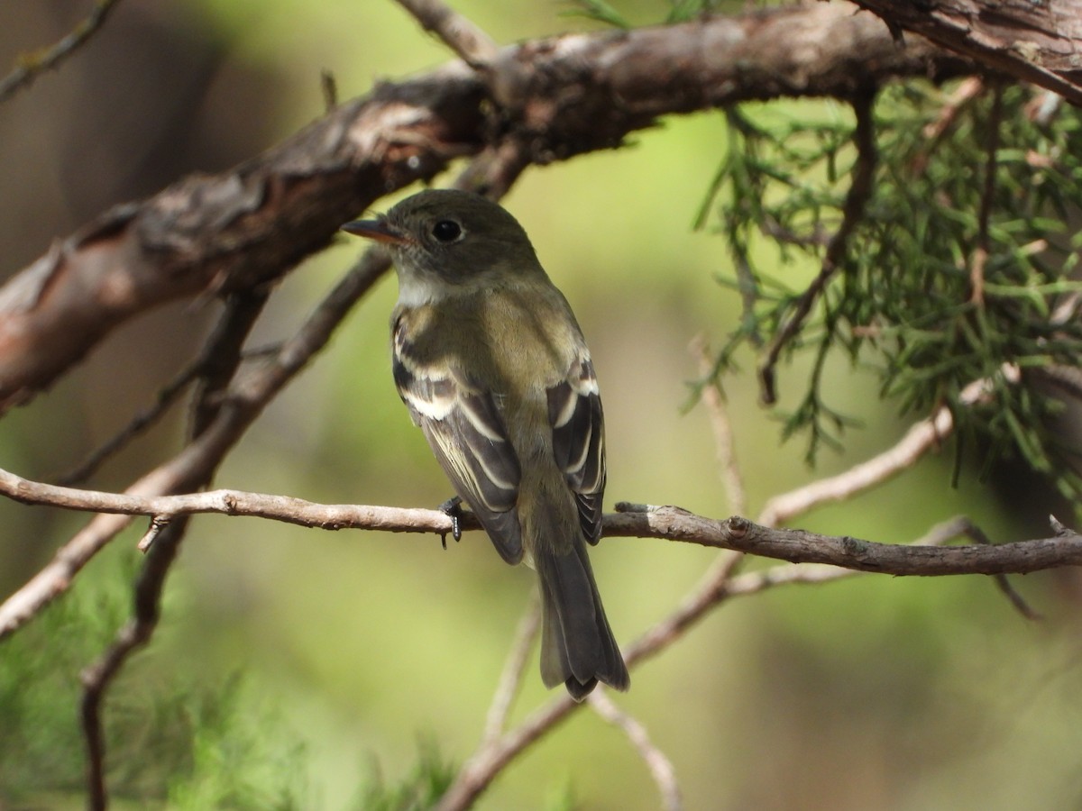 Least Flycatcher - ML480568181