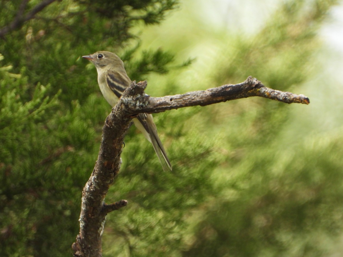 Least Flycatcher - ML480568301