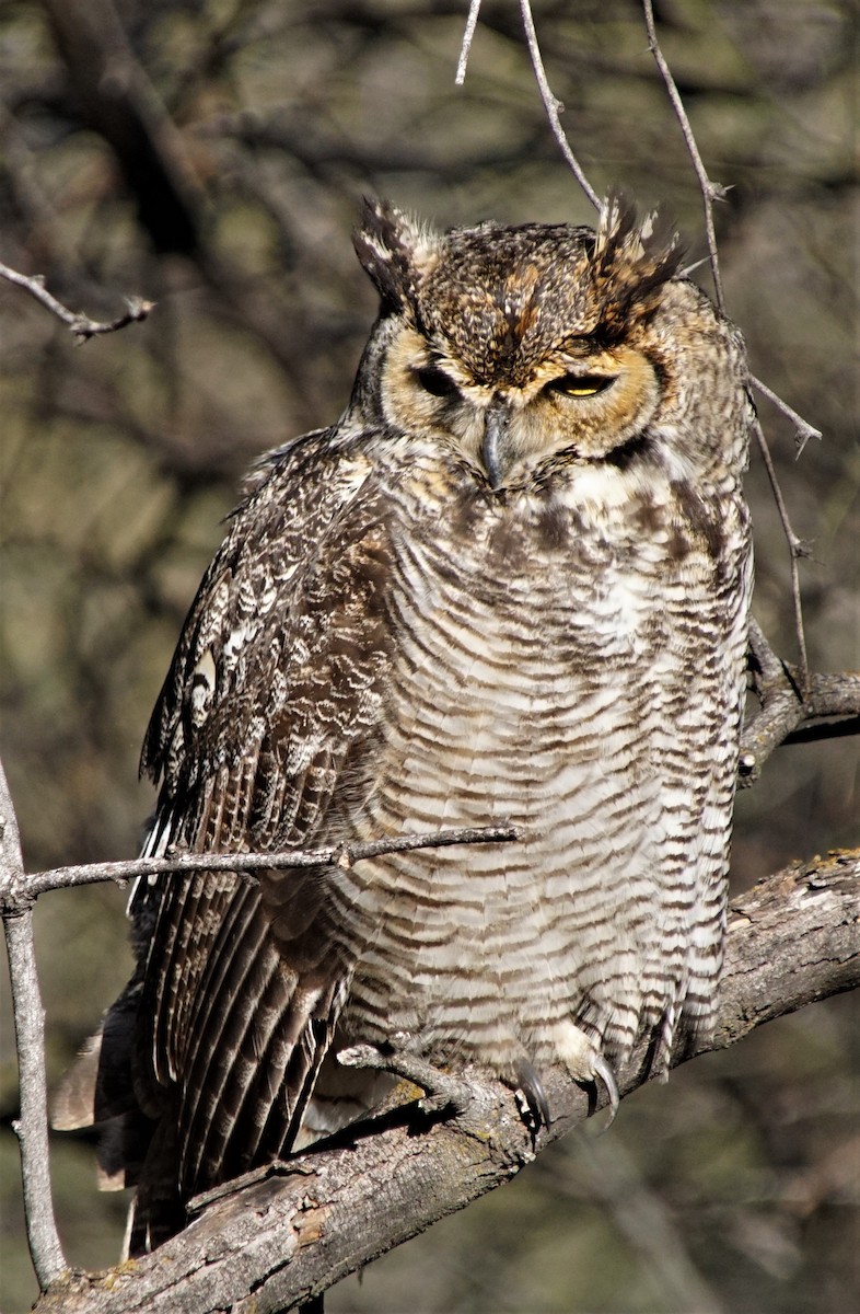 Great Horned Owl - ML480568661