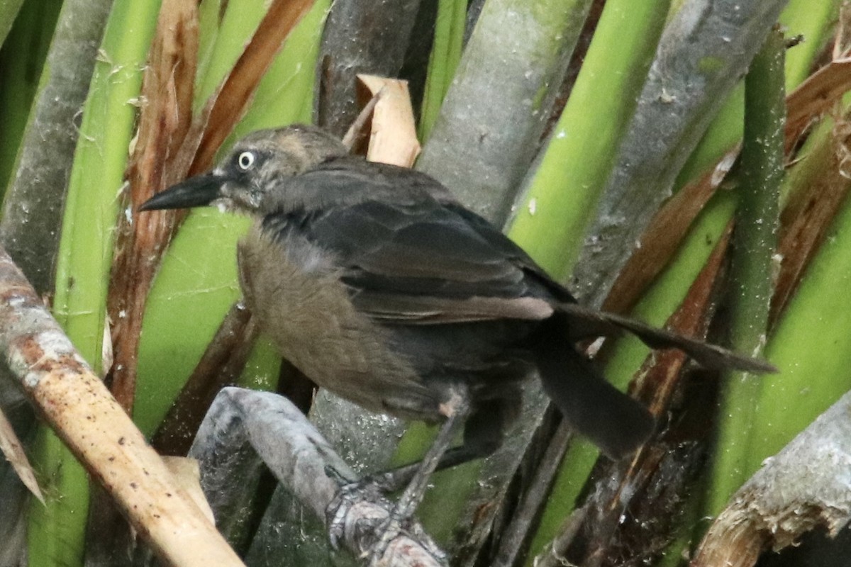 Great-tailed Grackle - ML480569121