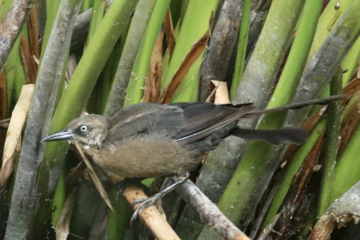 Great-tailed Grackle - ML480569131