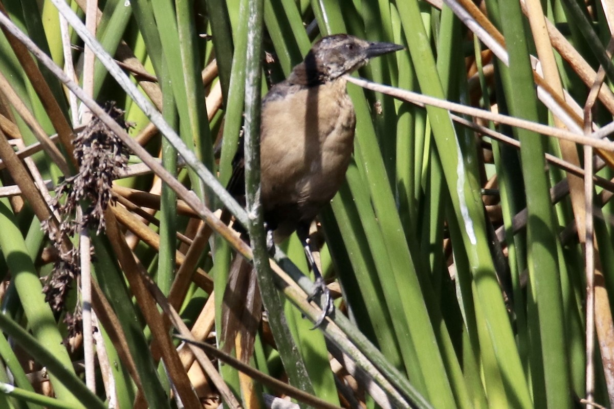 Great-tailed Grackle - ML480569141