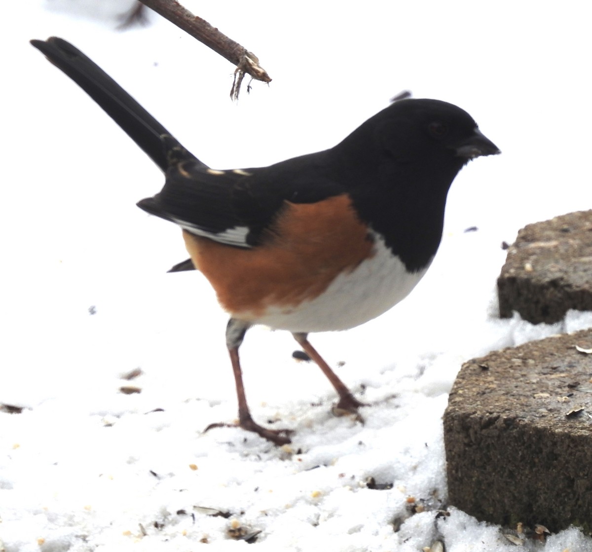 Eastern Towhee - ML48057051