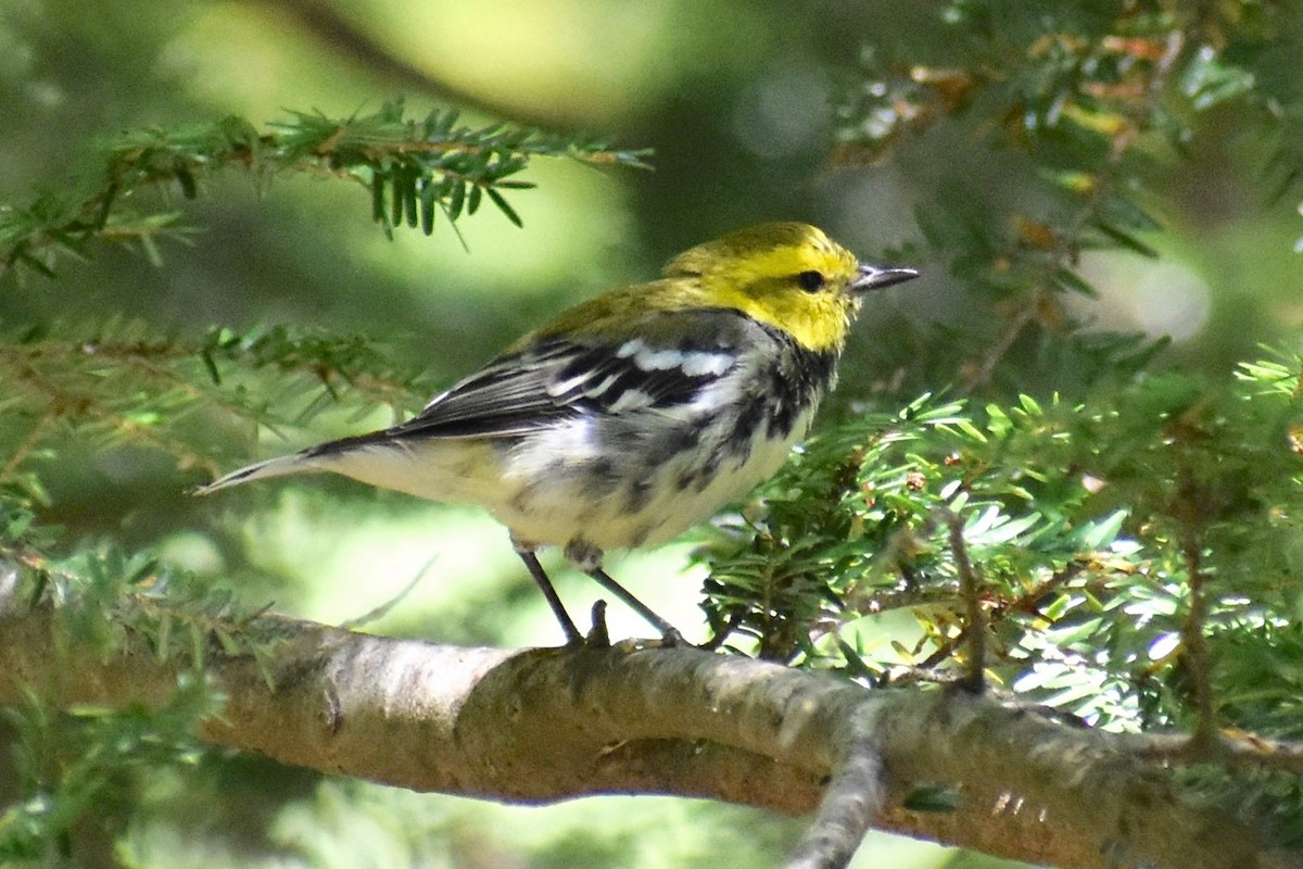 Black-throated Green Warbler - ML480571591