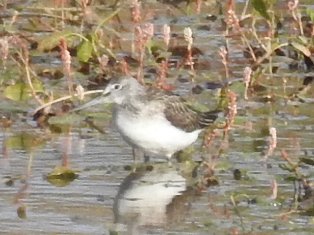 Common Greenshank - ML480572911