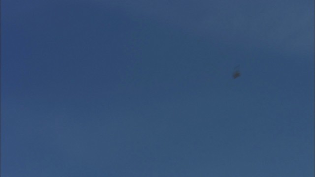 Çatal Kuyruklu Tiran - ML480573