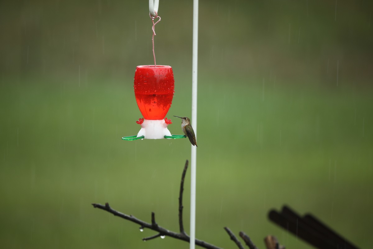 Rufous Hummingbird - ML480573531