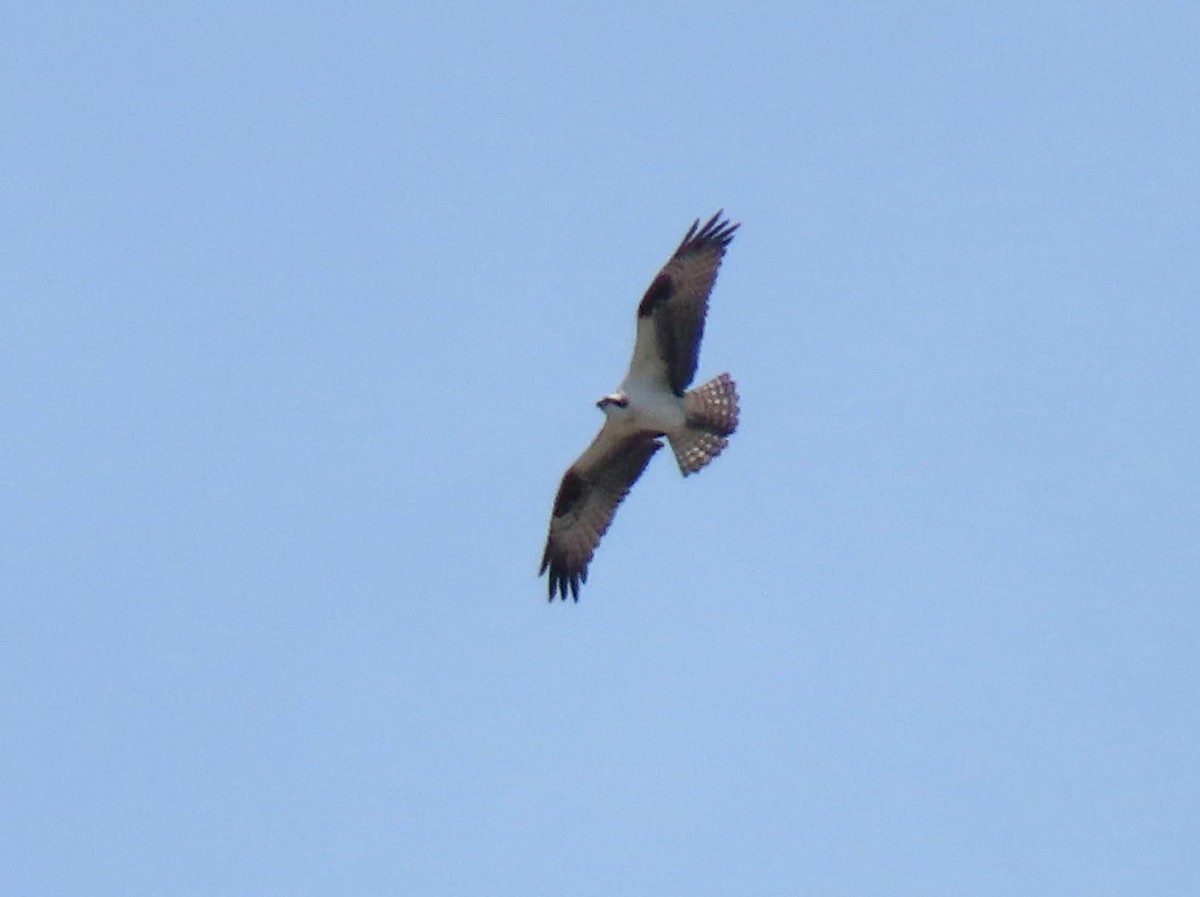 Balbuzard pêcheur - ML480573631