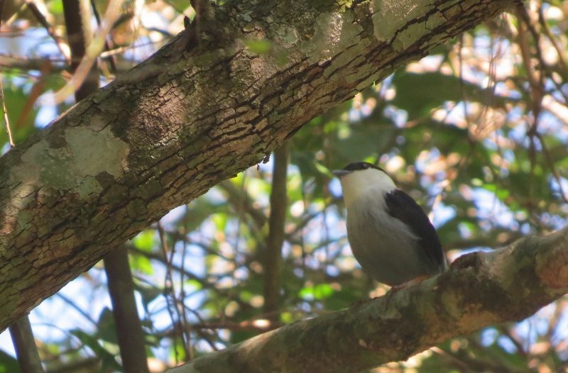 White-bearded Manakin - ML480574381